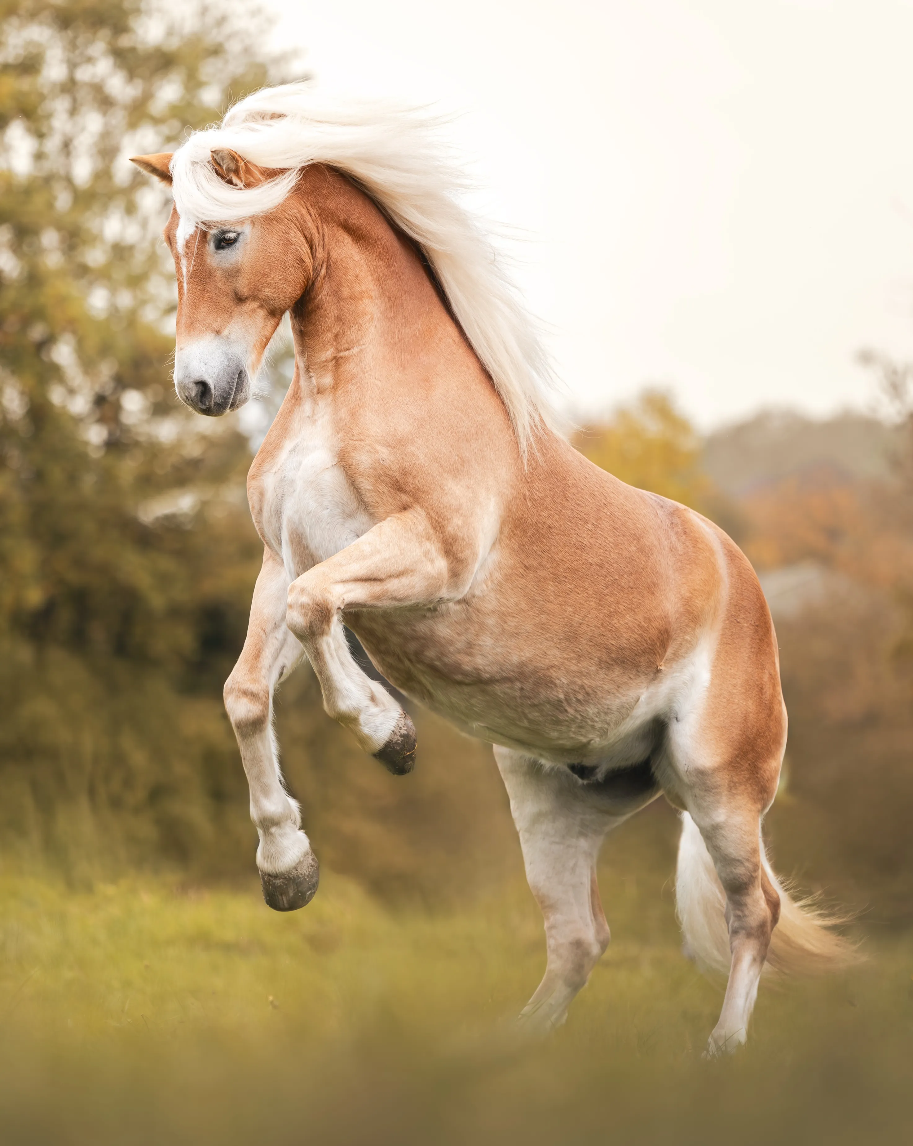 Der Haflinger Byron beim Steigen in der Freiarbeit