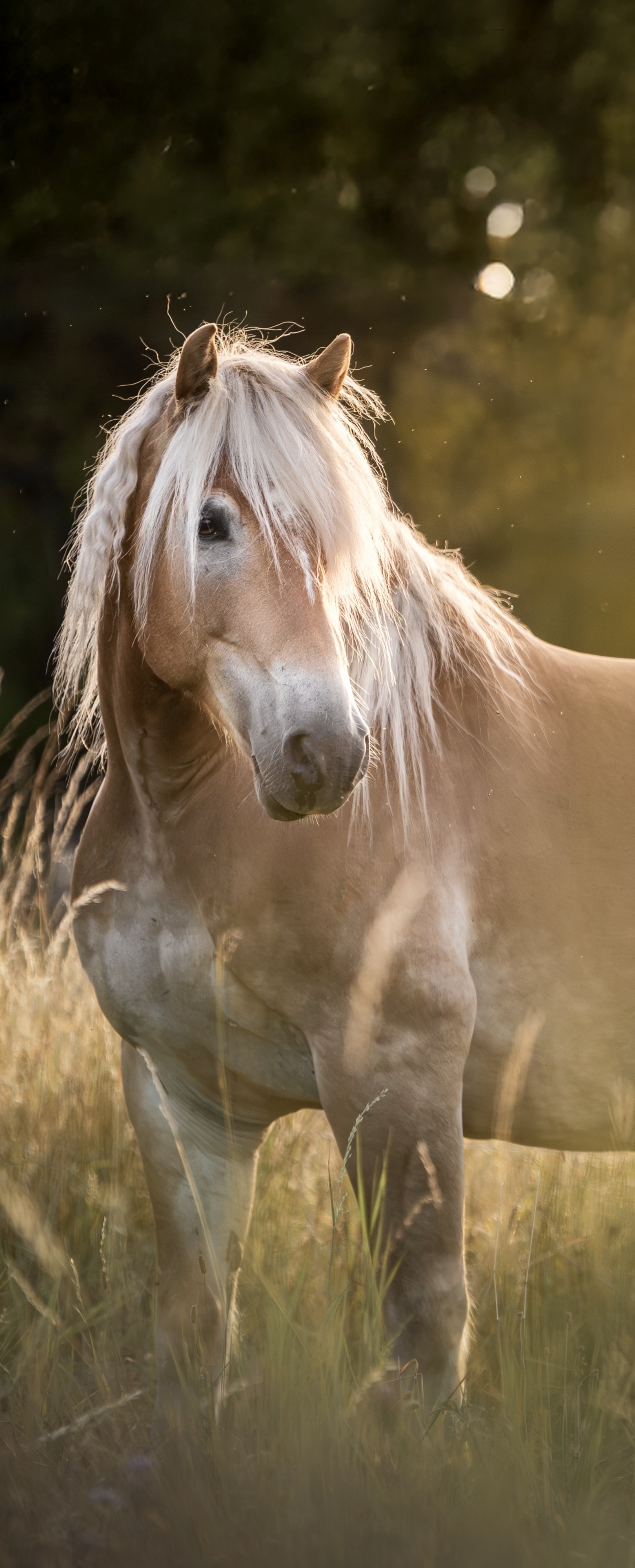 Byron, der Haflinger des Reitkunstzentrums Südbaden