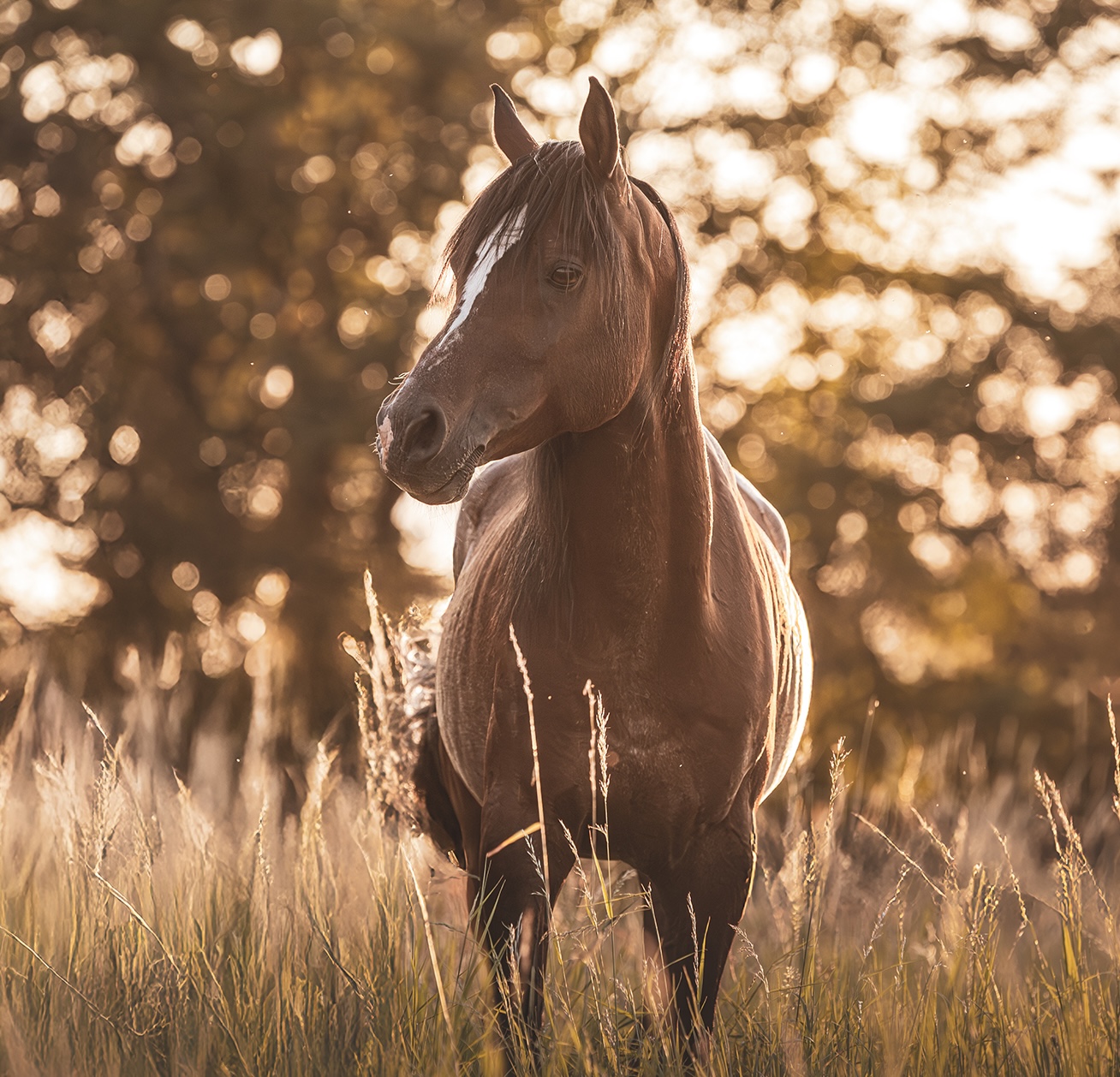 Das Pferd Fasi auf der Weide